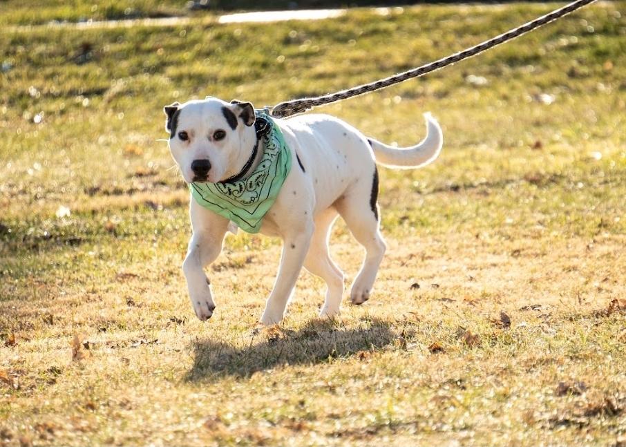 Enlarge Nikki, a ADOPTABLE mixed breed in Battle Creek, MI image 2/6