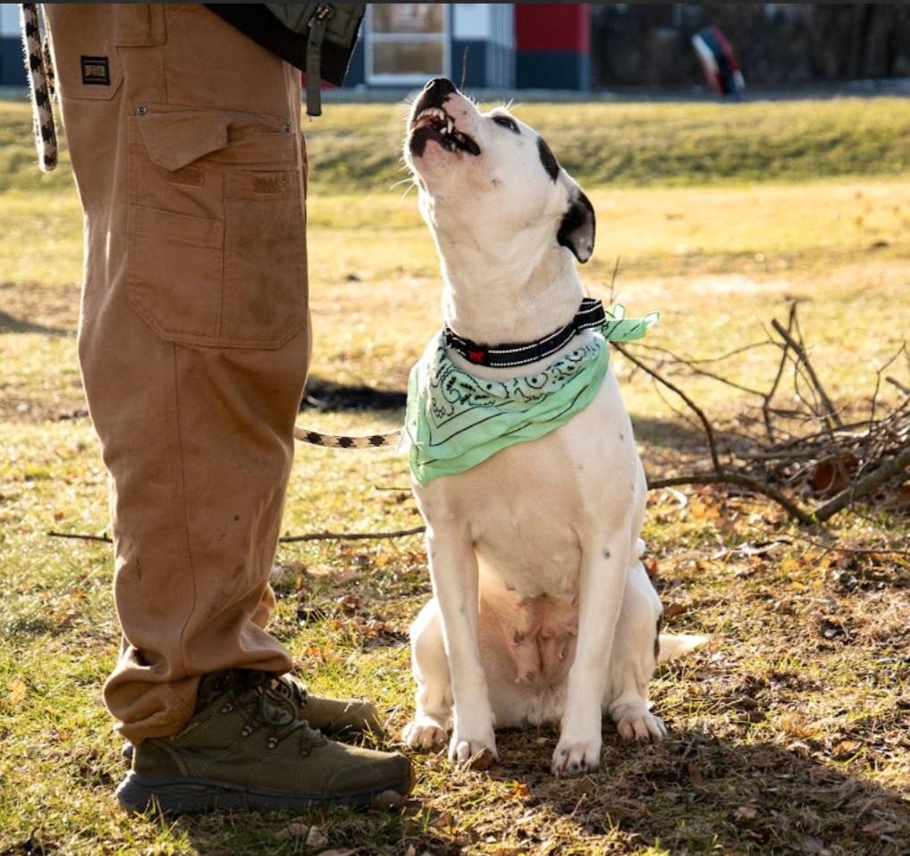 Enlarge Nikki, a ADOPTABLE mixed breed in Battle Creek, MI image 5/6