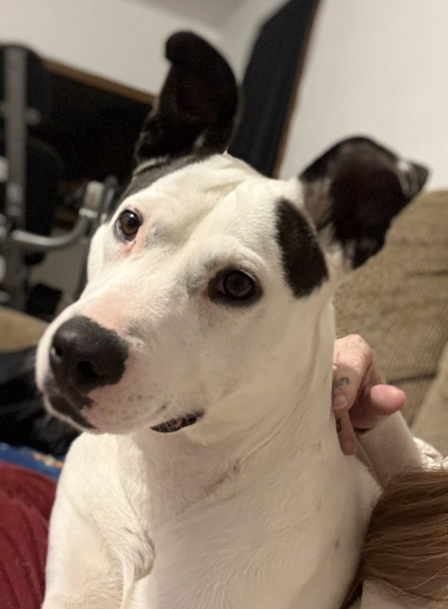 Nikki, ADOPTABLE, Adult Female German Spitz.