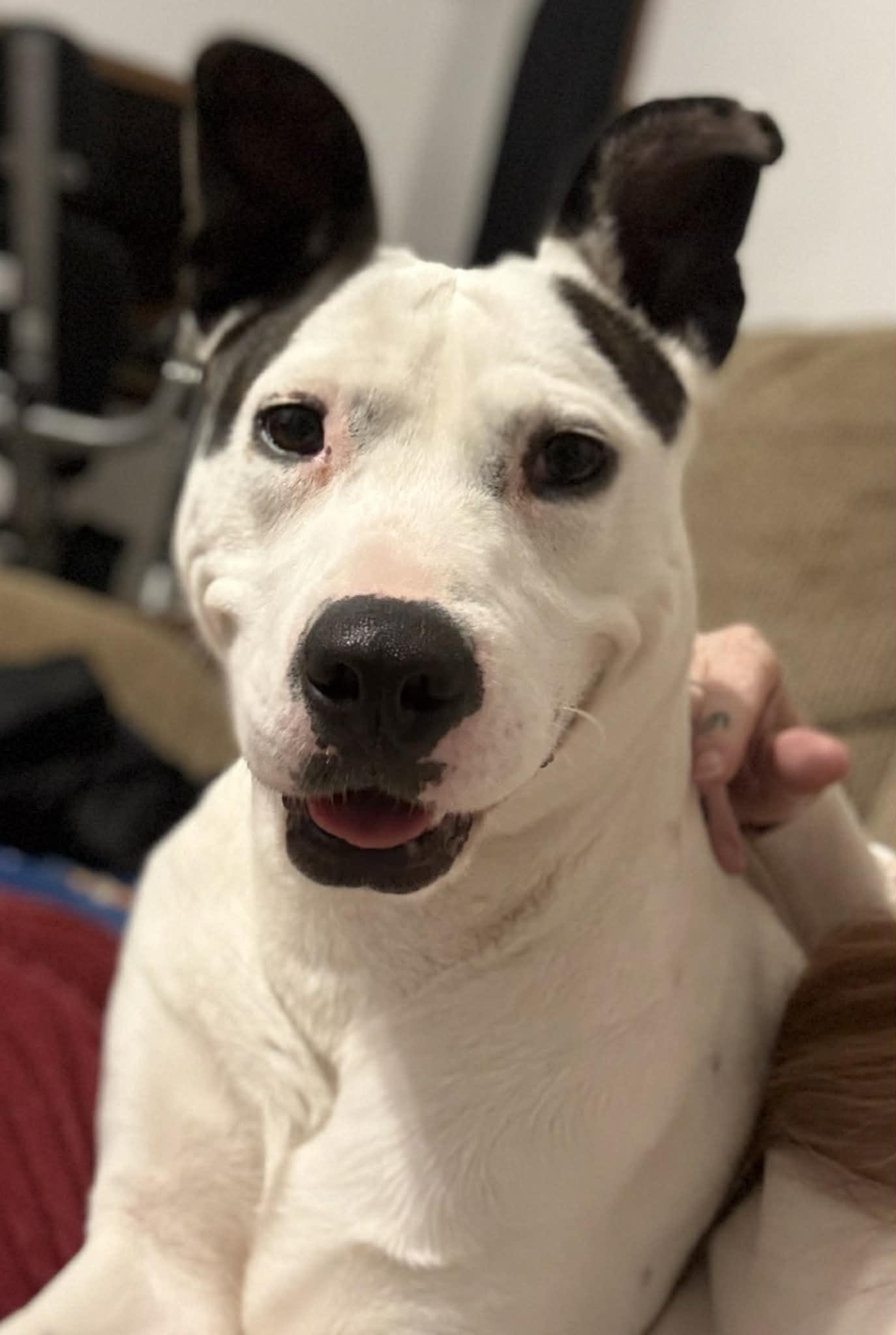 Enlarge Nikki, a ADOPTABLE mixed breed in Battle Creek, MI image 6/6