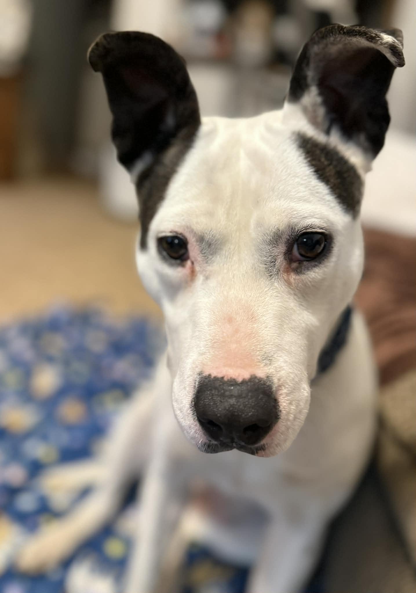 Enlarge Nikki, a ADOPTABLE mixed breed in Battle Creek, MI image 3/6