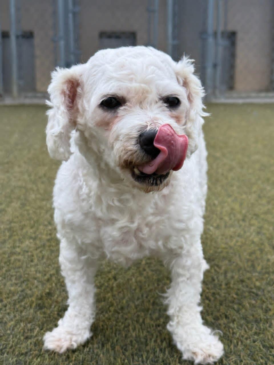 Sweetie Pie, a ADOPTABLE Bichon Frise in Haddonfield , NJ image 2/2