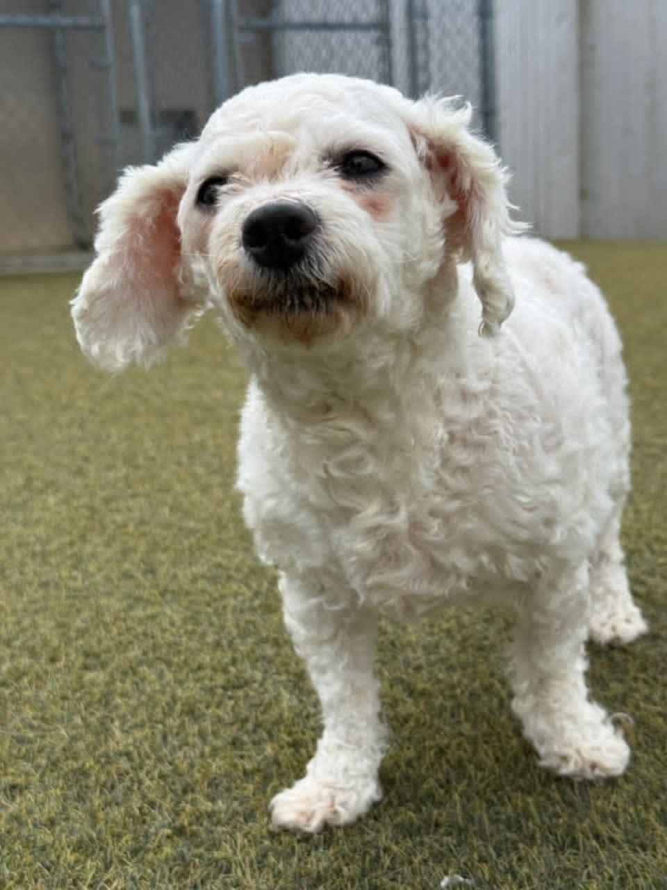 Sweetie Pie, ADOPTABLE, Adult Female Bichon Frise.