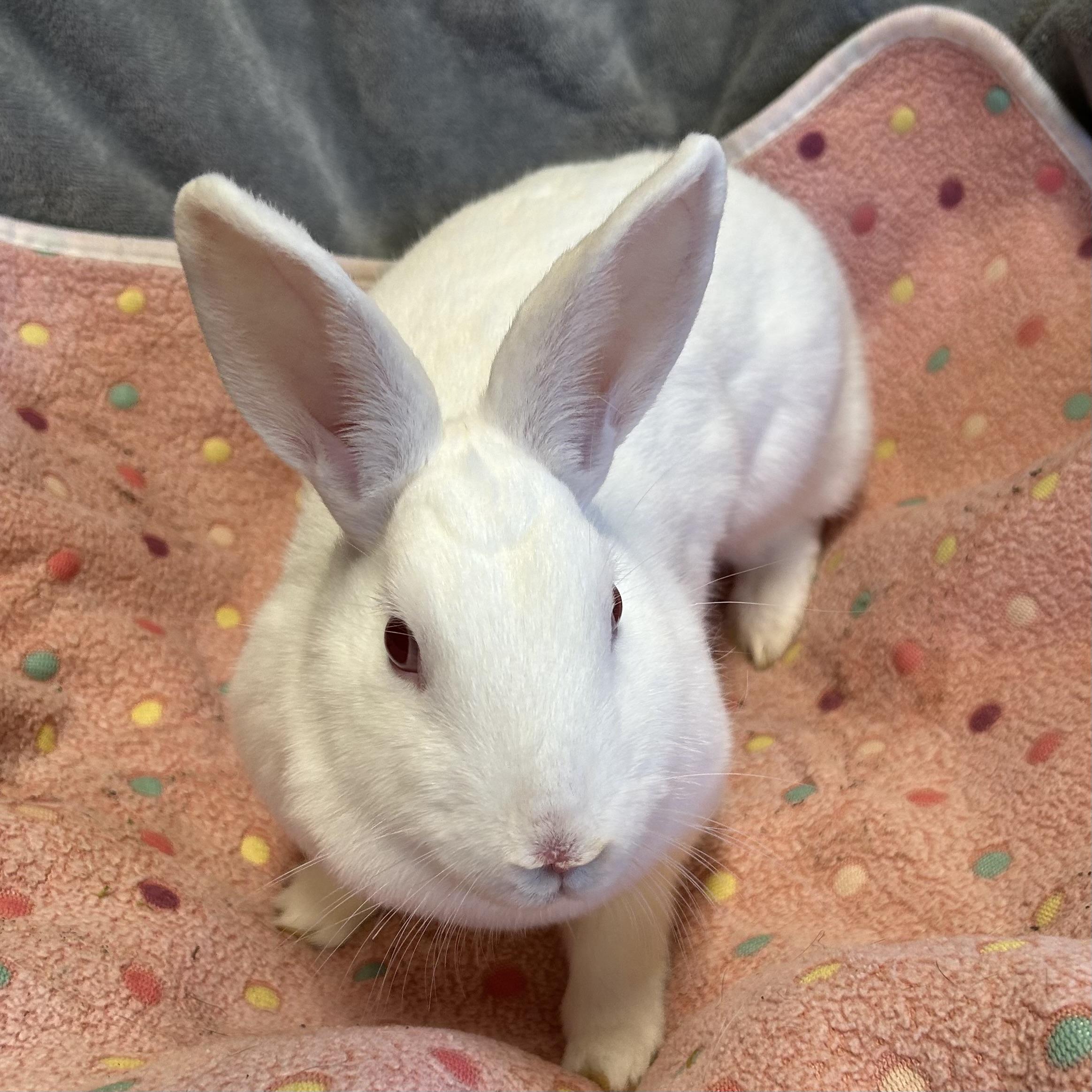 Thumper, a ADOPTABLE mixed breed in North salem, NY image 5/5