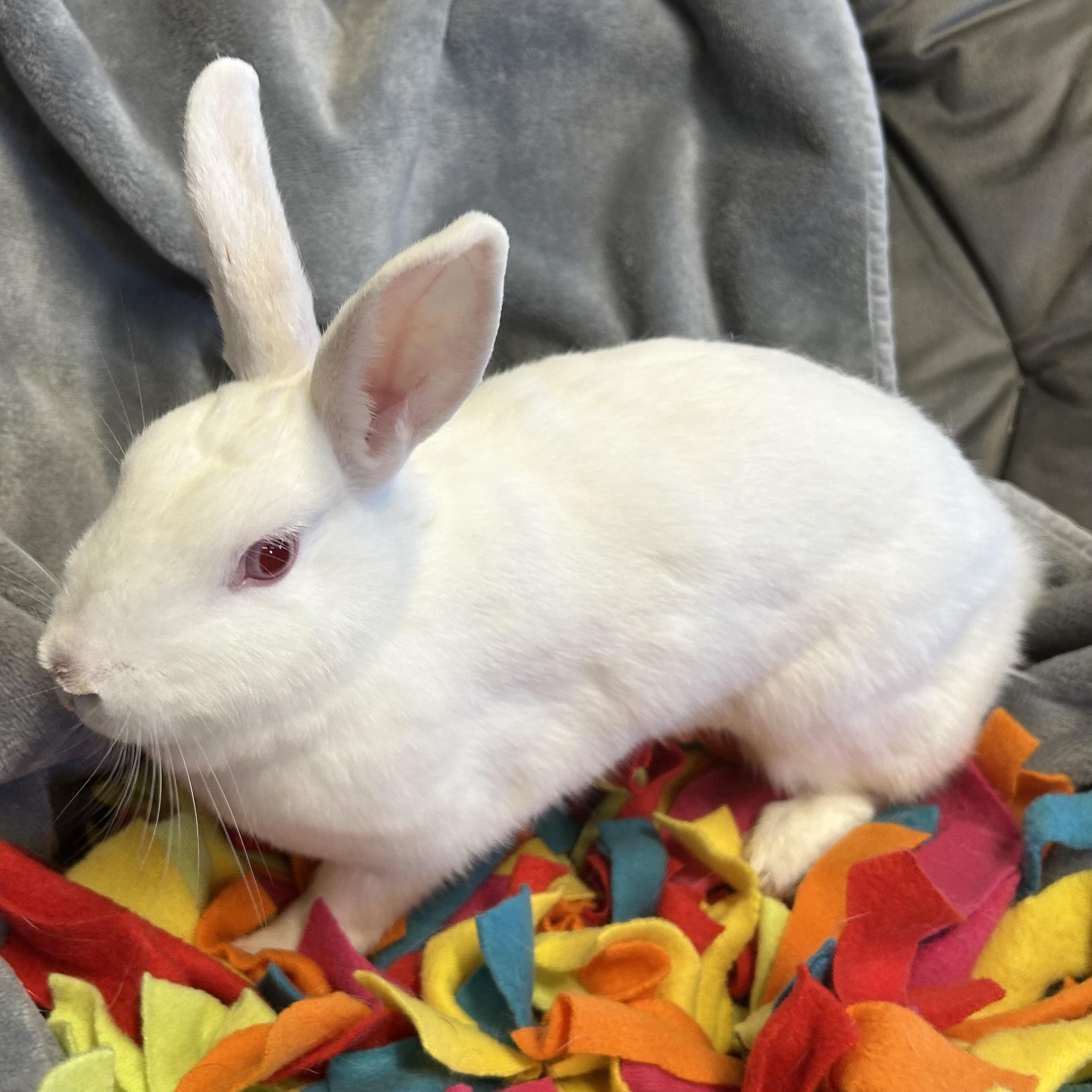 Thumper, a ADOPTABLE mixed breed in North salem, NY image 3/5