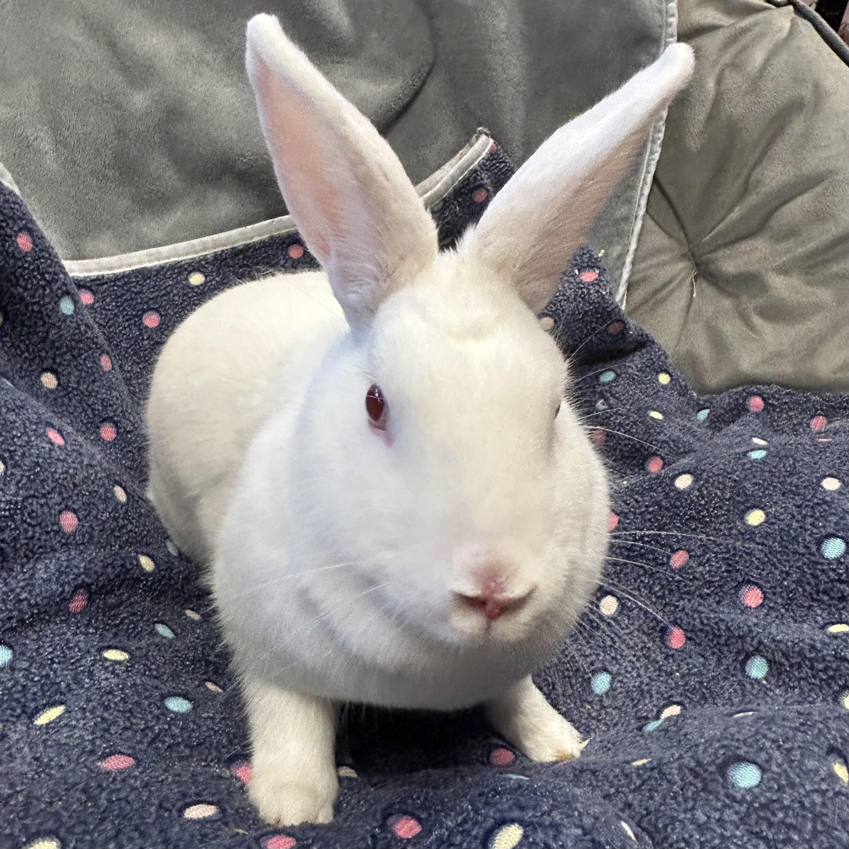 Thumper, ADOPTABLE, Young Female American.