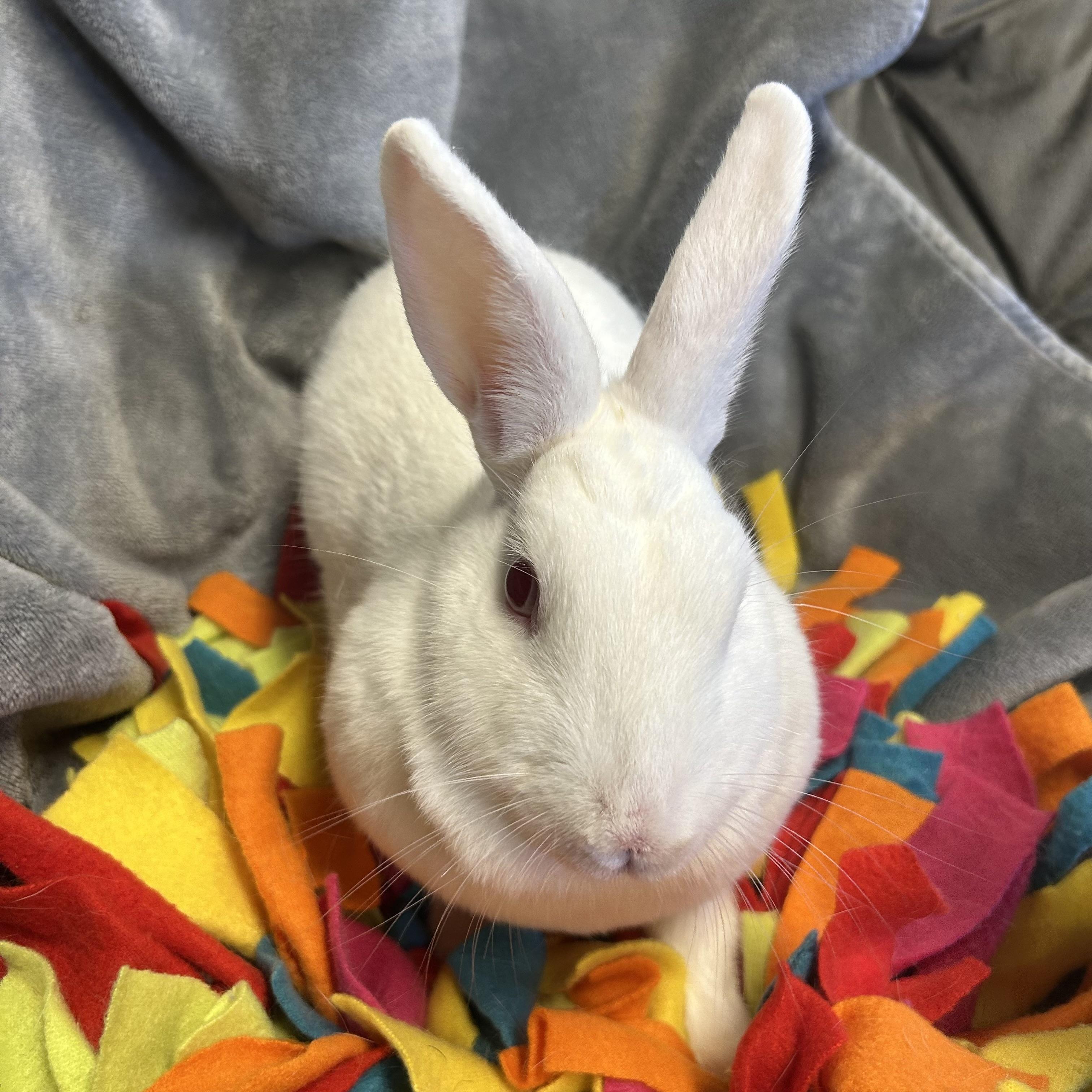 Thumper, a ADOPTABLE mixed breed in North salem, NY image 2/5