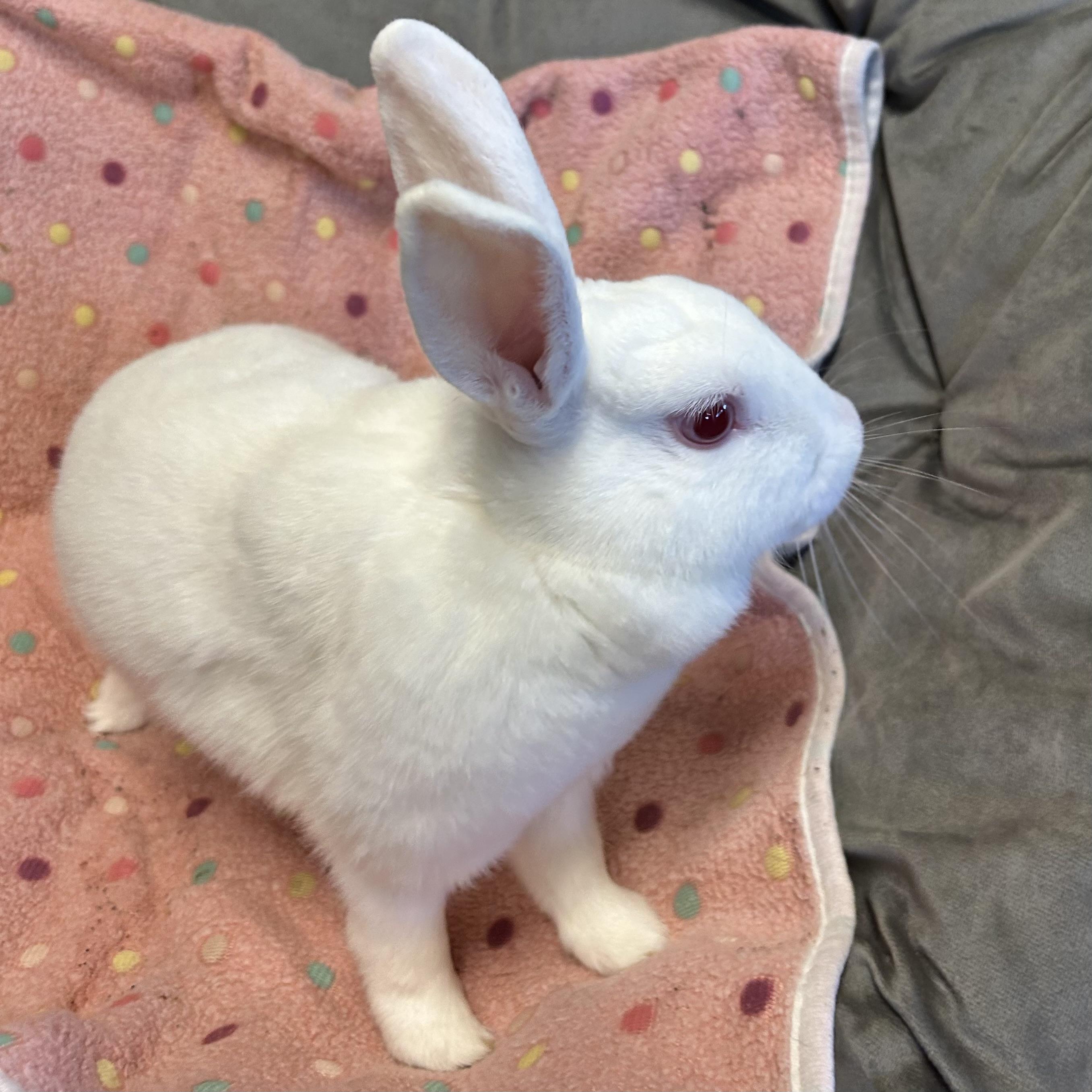 Thumper, a ADOPTABLE mixed breed in North salem, NY image 4/5