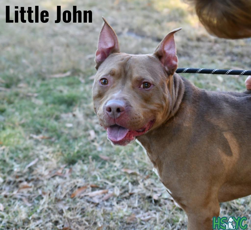 Little John, Adoptable, Adult Male Terrier.