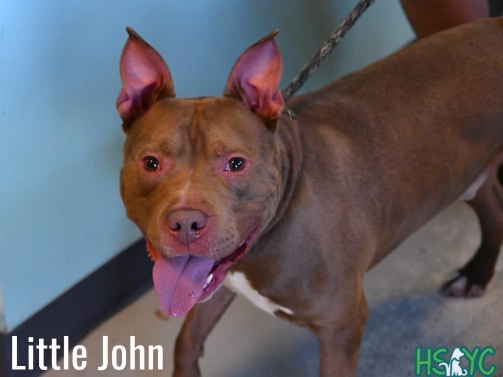 Enlarge Little John, a Adoptable mixed breed in Fort Mill, SC image 2/5