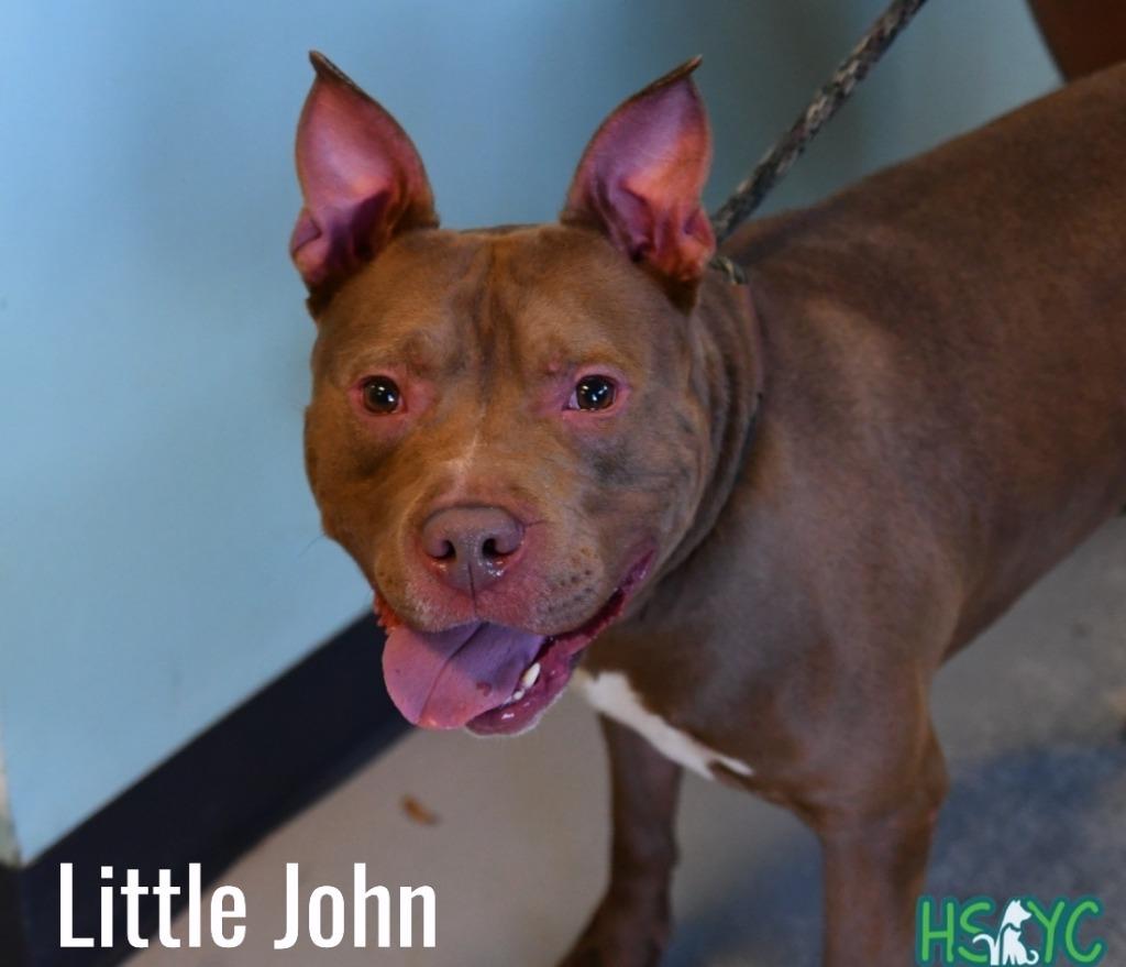 Enlarge Little John, a Adoptable mixed breed in Fort Mill, SC image 3/5