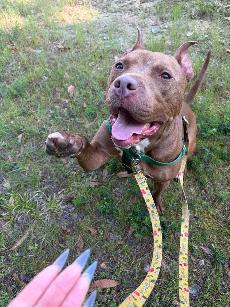 Little John, a Adoptable mixed breed in Fort Mill, SC image 4/6