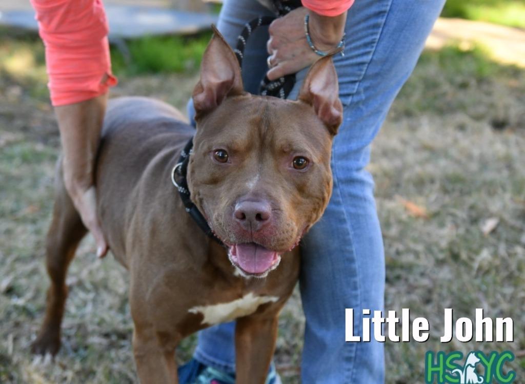 Enlarge Little John, a Adoptable mixed breed in Fort Mill, SC image 4/5