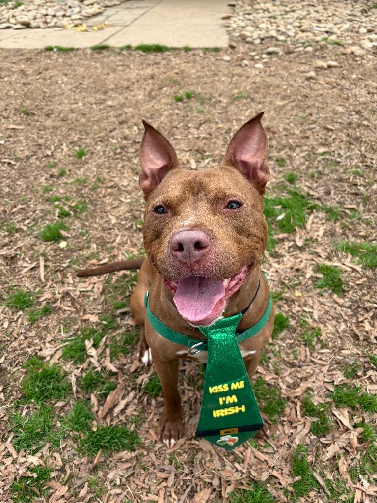 Enlarge Little John, a Adoptable mixed breed in Fort Mill, SC image 5/5