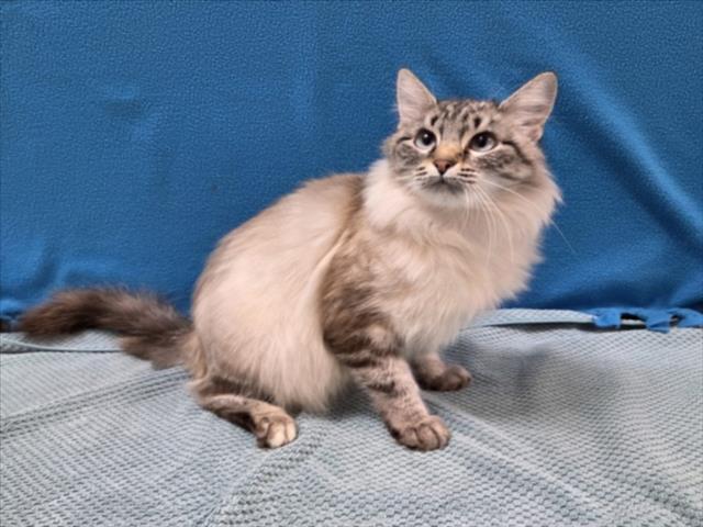 Enlarge PEPPER, a Adoptable Domestic Medium Hair in Norco, CA image 1/1