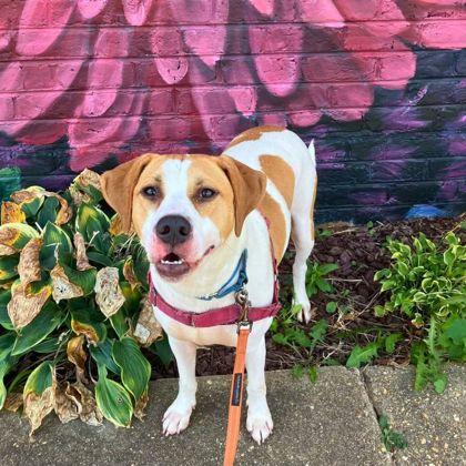 Enlarge Trax, a Adoptable mixed breed in Richmond, VA image 1/3