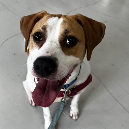 Enlarge Trax, a Adoptable mixed breed in Richmond, VA image 2/3