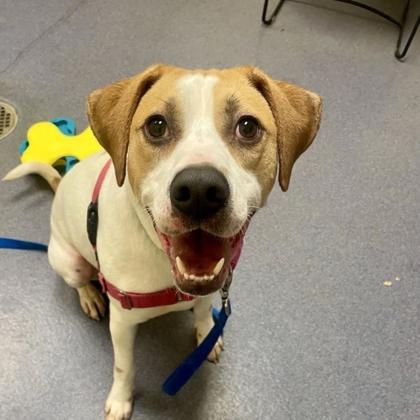 Trax, Adoptable, Adult Male Hound & Mixed Breed.