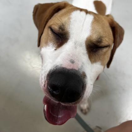Enlarge Trax, a Adoptable mixed breed in Richmond, VA image 3/3