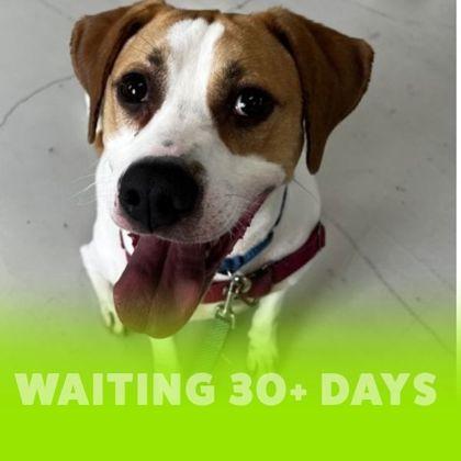 Enlarge Trax, a Adoptable mixed breed in Richmond, VA image 2/3