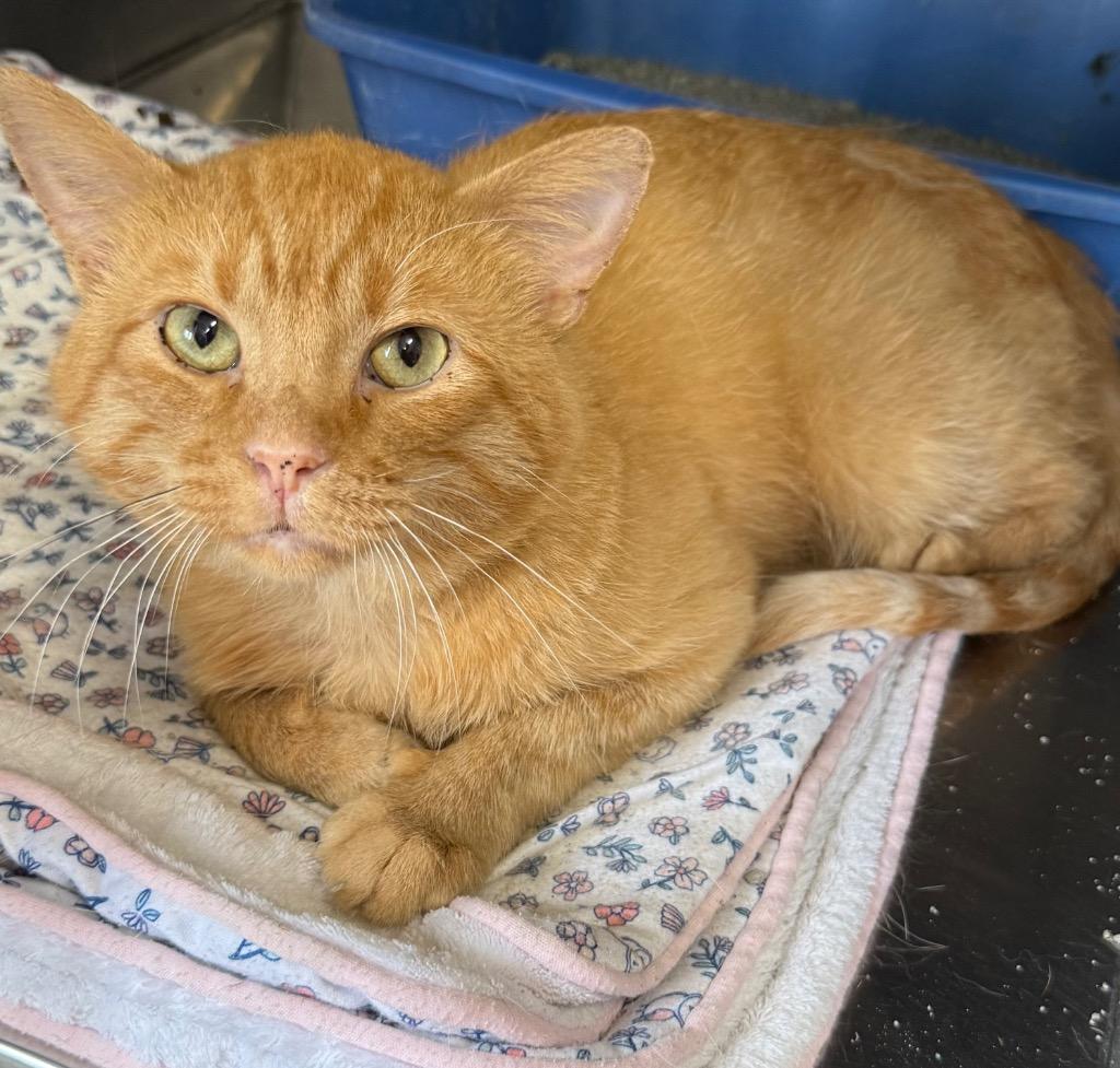 Orangey, Adopted, Adult Male Domestic Short Hair.