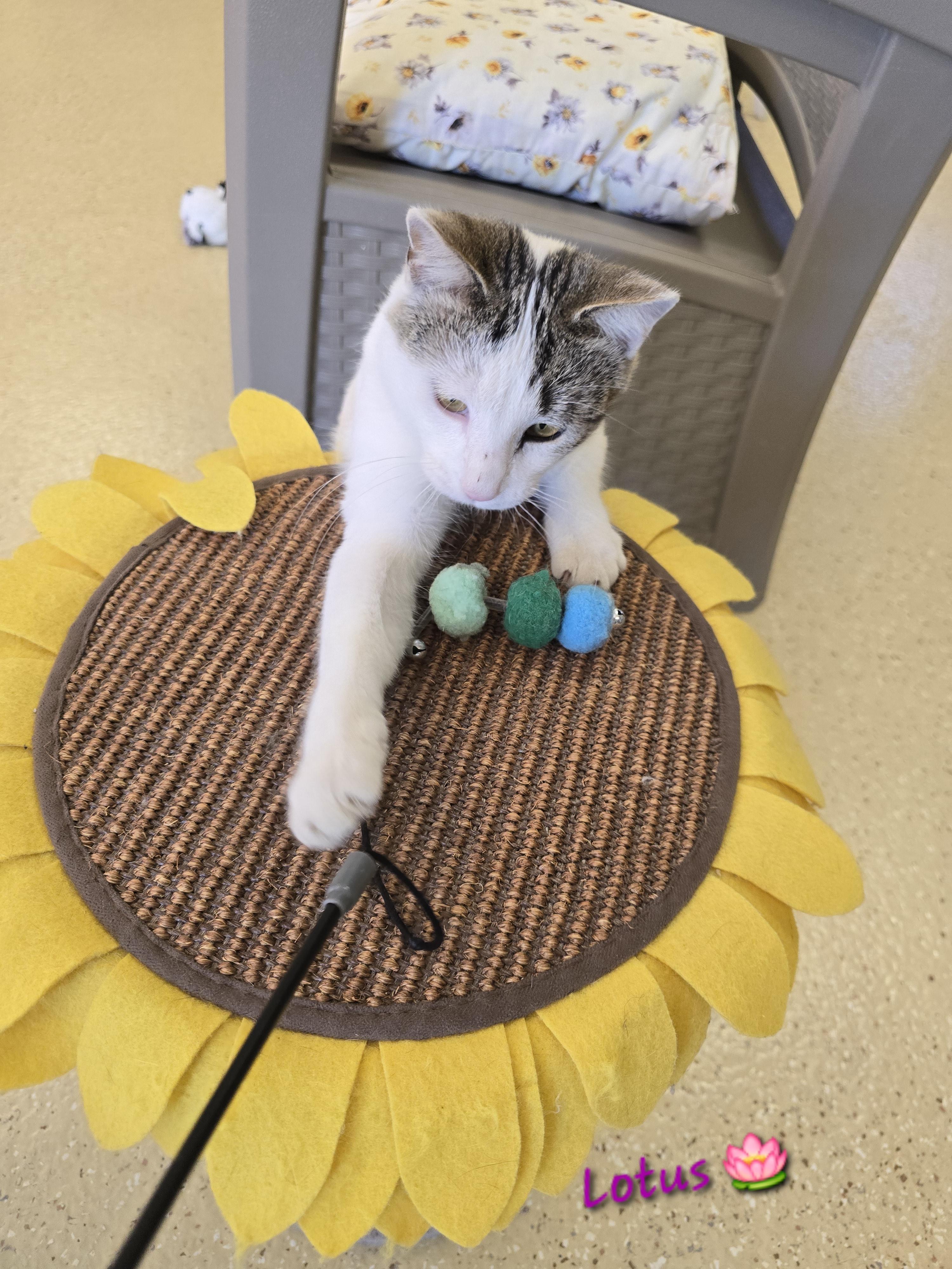 Enlarge Lotus, a Adoptable Tabby in Glendale, AZ image 3/3