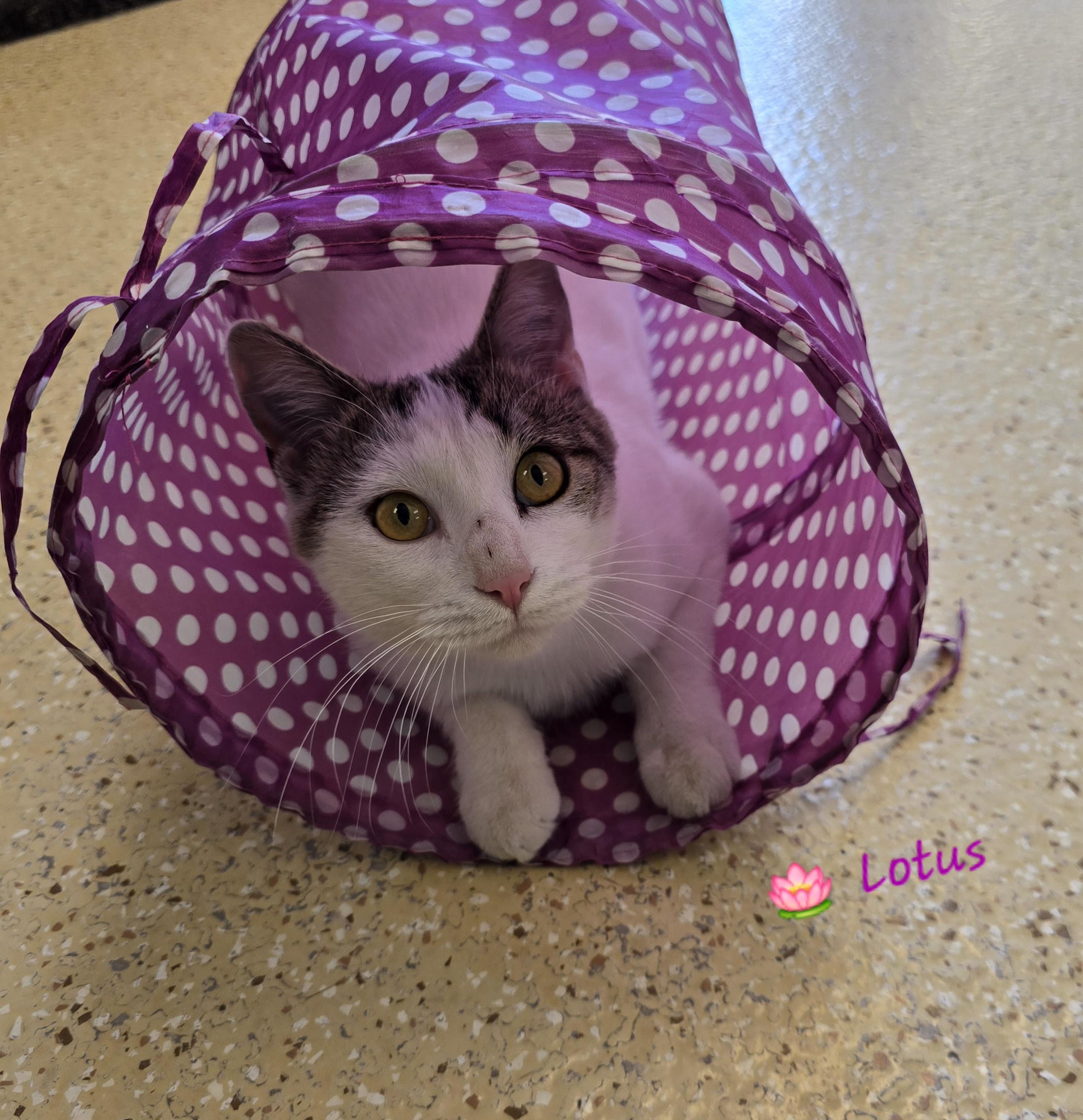 Enlarge Lotus, a Adoptable Tabby in Glendale, AZ image 2/3