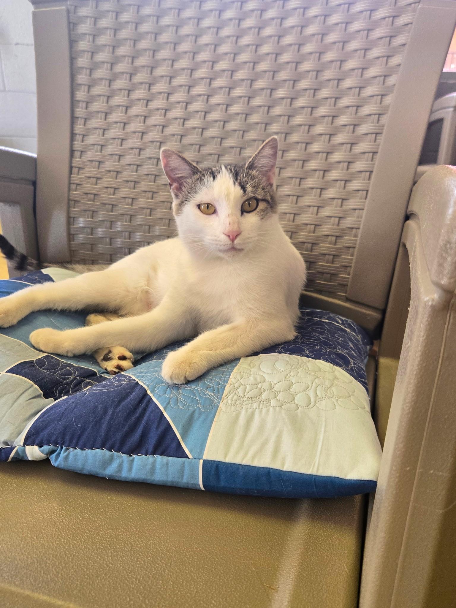 Enlarge Lotus, a Adoptable Tabby in Glendale, AZ image 1/3