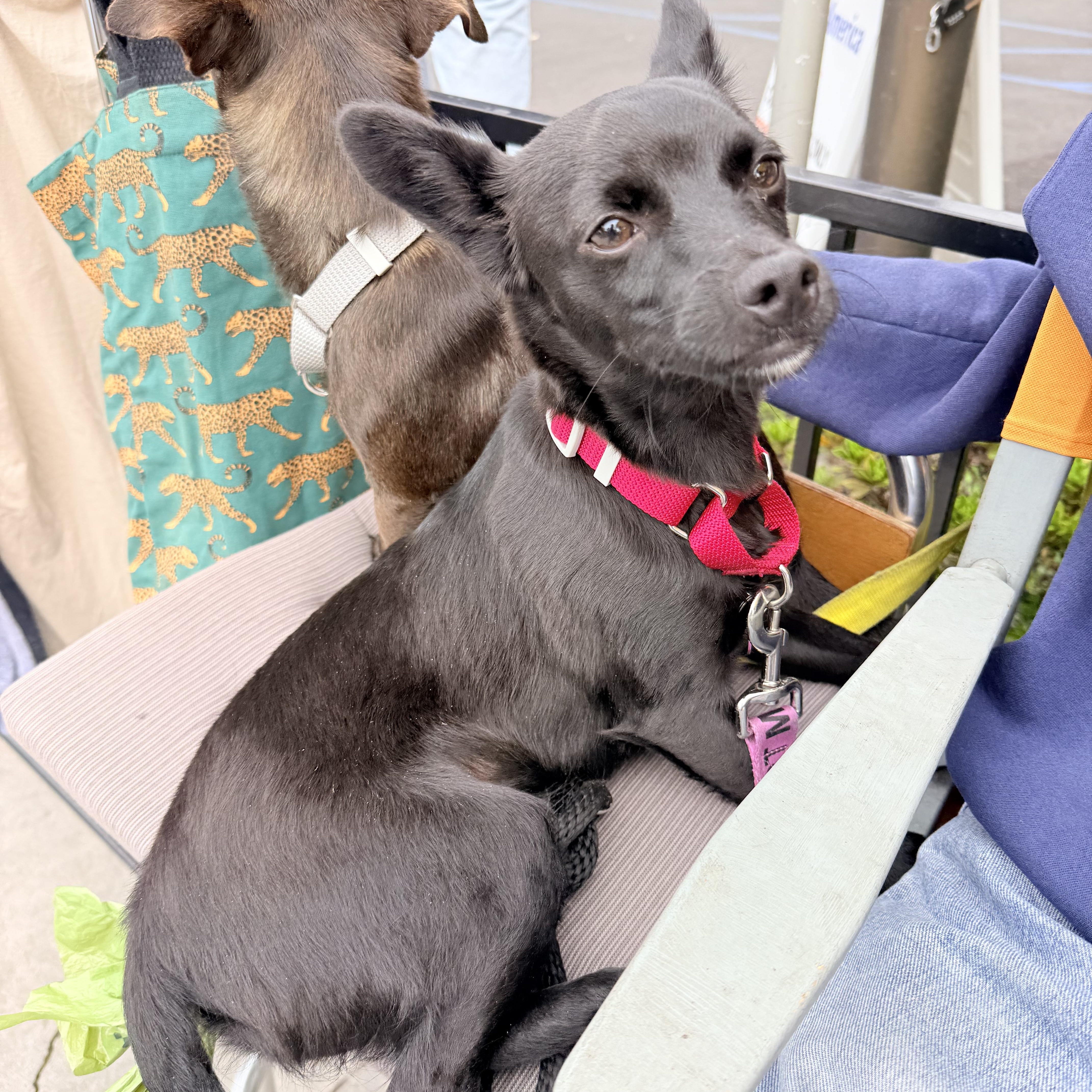 Enlarge BOBBY, a ADOPTABLE mixed breed in los angeles, CA image 4/6