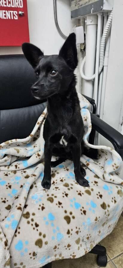 Enlarge BOBBY, a ADOPTABLE mixed breed in los angeles, CA image 2/3