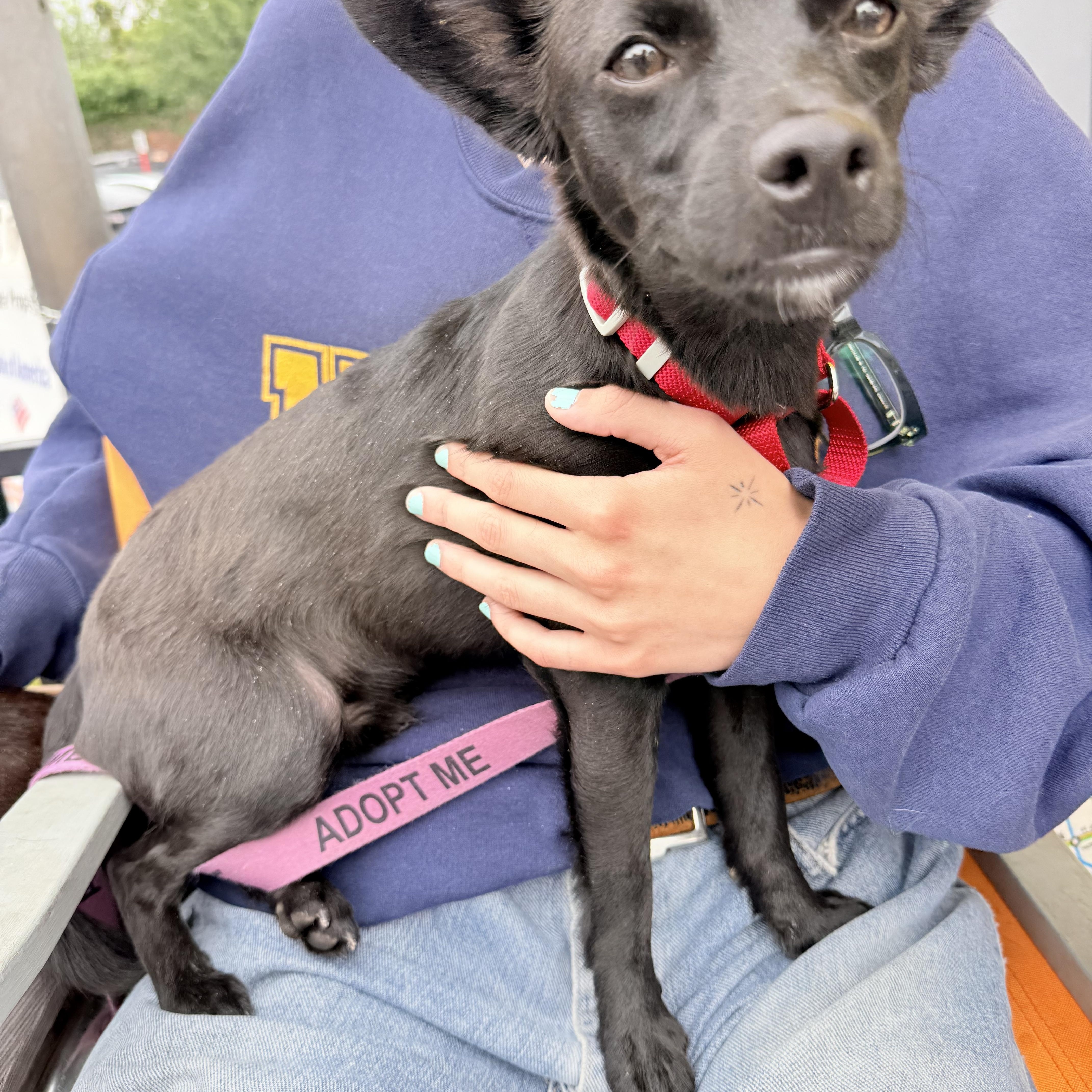 Enlarge BOBBY, a ADOPTABLE mixed breed in los angeles, CA image 3/6