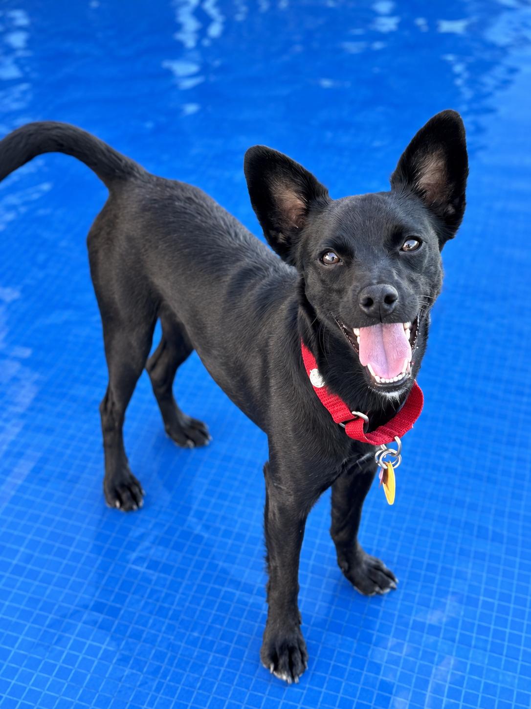 BOBBY, ADOPTABLE, Young Male Miniature Pinscher & Chihuahua.
