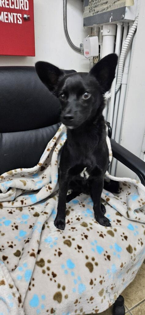 Enlarge BOBBY, a ADOPTABLE mixed breed in los angeles, CA image 3/3