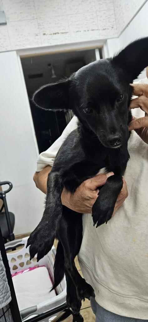 BOBBY, ADOPTABLE, Young Male Chihuahua & Italian Greyhound.