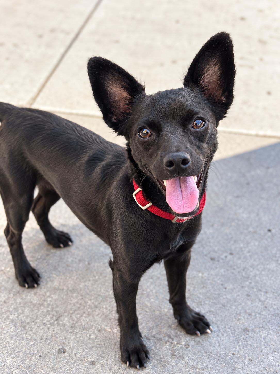 Enlarge BOBBY, a ADOPTABLE mixed breed in los angeles, CA image 2/6