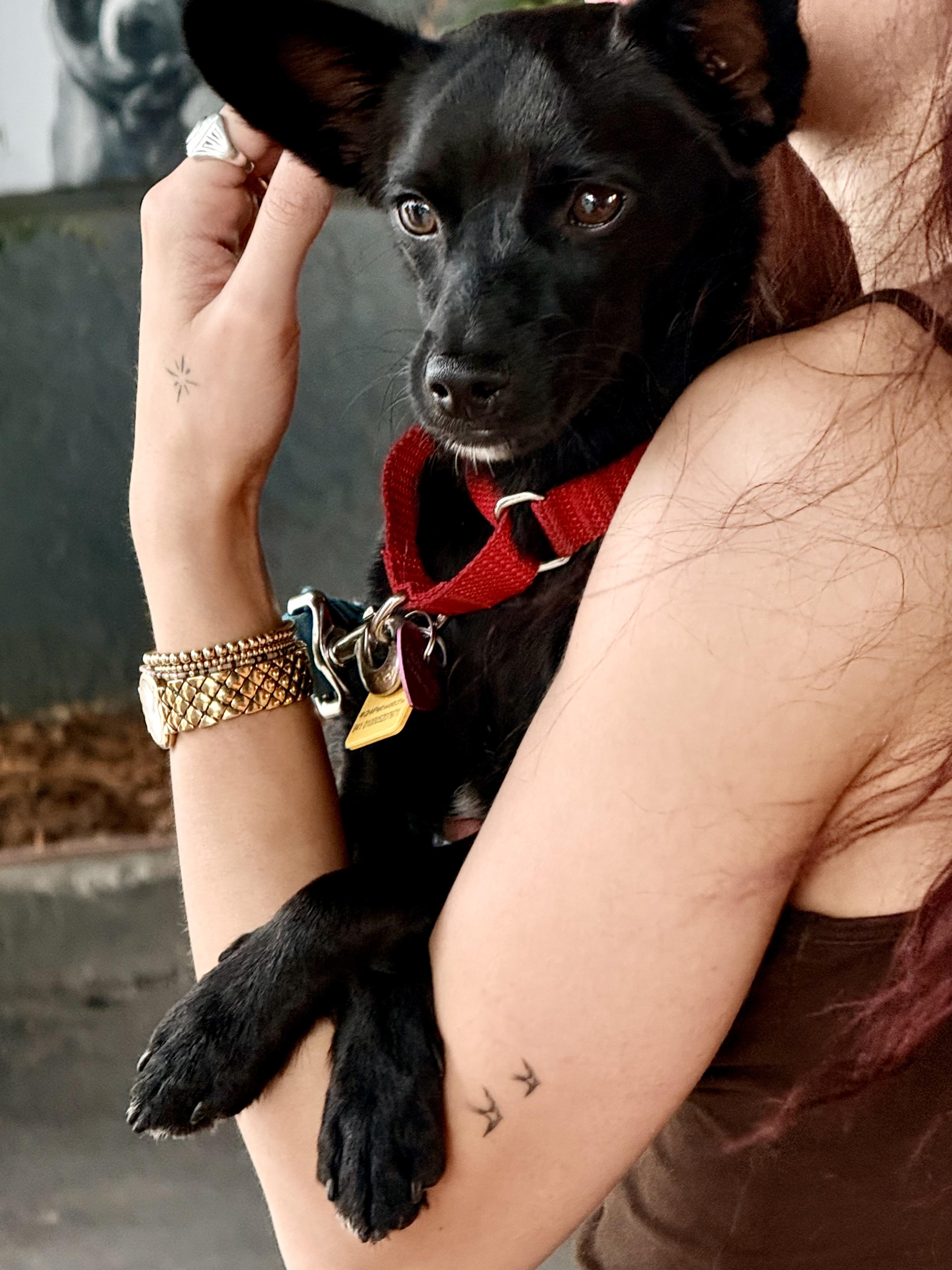 Enlarge BOBBY, a ADOPTABLE mixed breed in los angeles, CA image 2/6