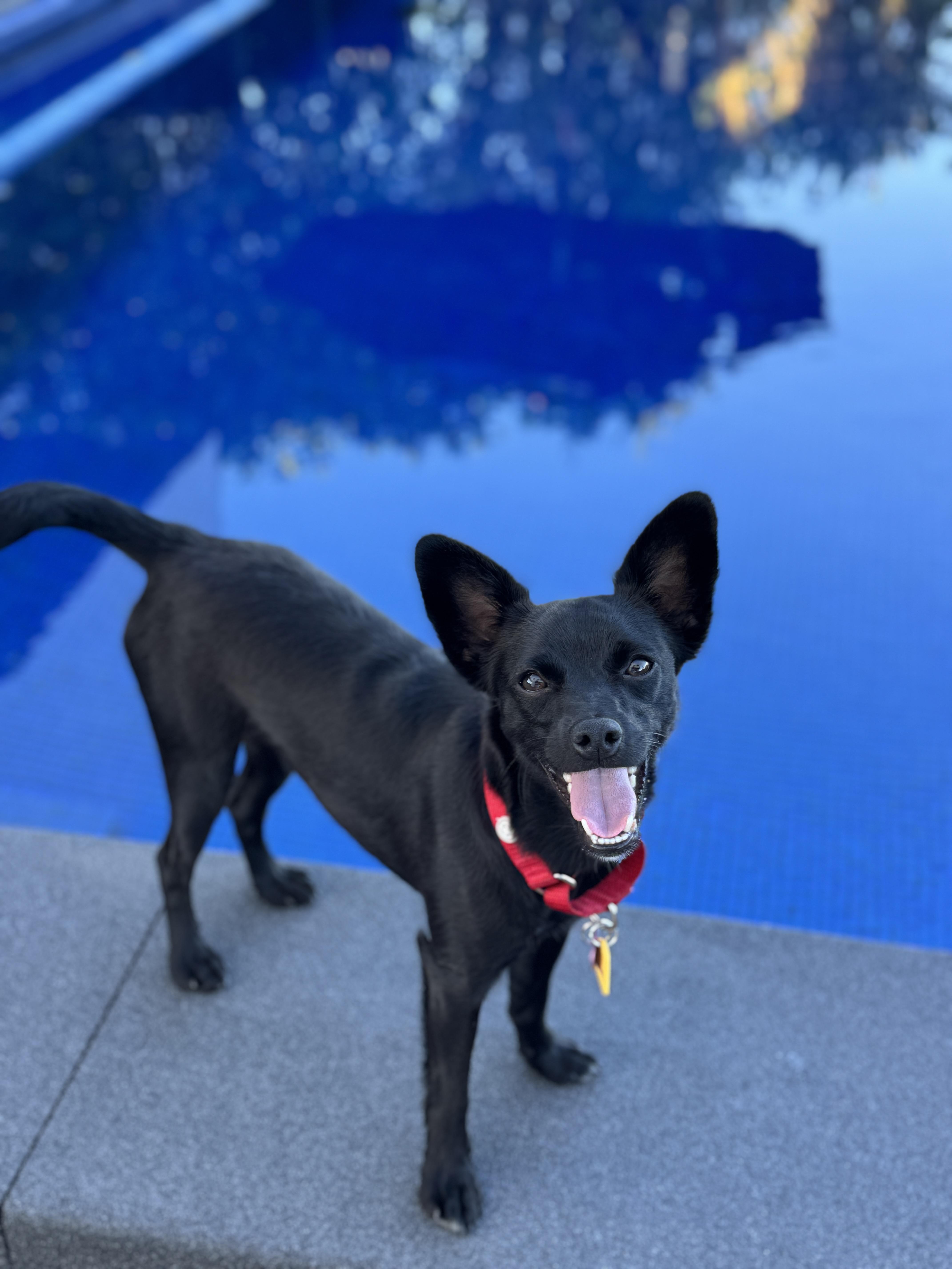 BOBBY, ADOPTABLE, Young Male Miniature Pinscher & Chihuahua.