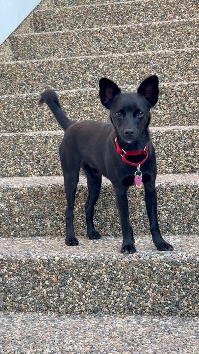 Enlarge BOBBY, a ADOPTABLE mixed breed in los angeles, CA video 6/6