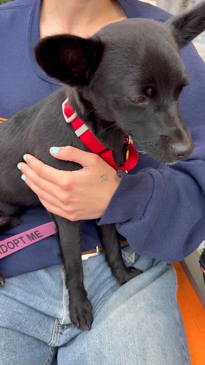 Enlarge BOBBY, a ADOPTABLE mixed breed in los angeles, CA video 5/6