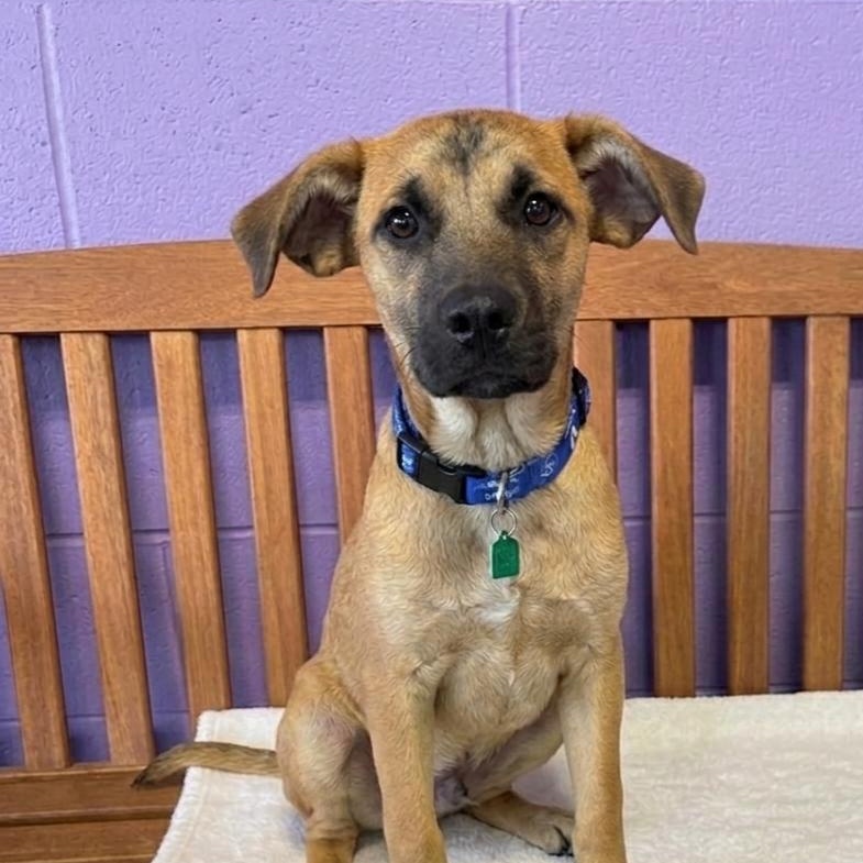 **DALE**, Adoptable, Puppy Male Shepherd.