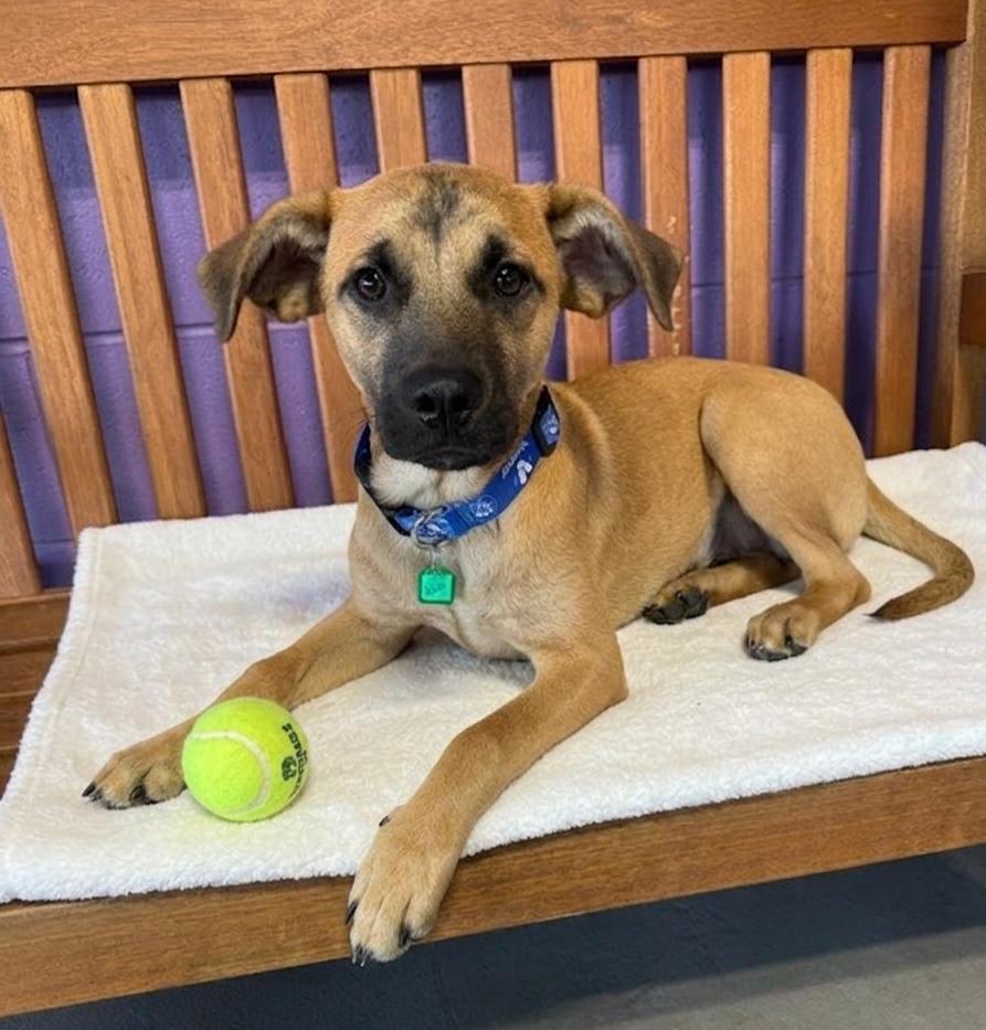 **DALE**, a Adoptable Shepherd in North Prairie, WI image 2/2