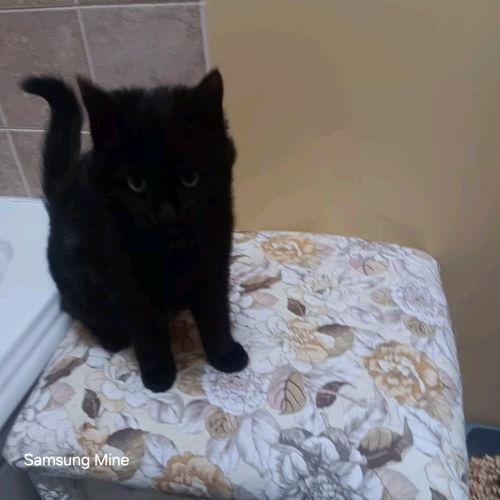 Munchkin thumbnail 2