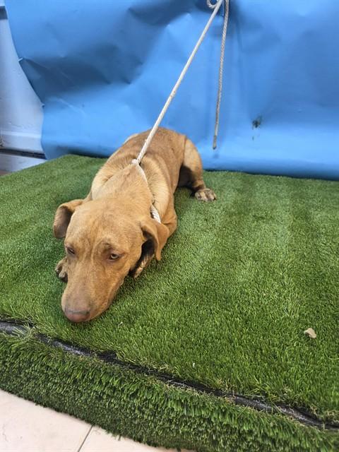 Enlarge EMMET, a Adoptable mixed breed in Downey, CA image 1/1