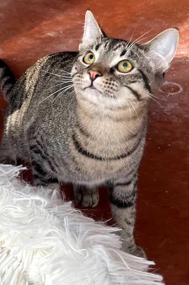 Enlarge KITTEN BIG LIL GREYBOY, a Adoptable Tabby in Franklin, TN image 2/3