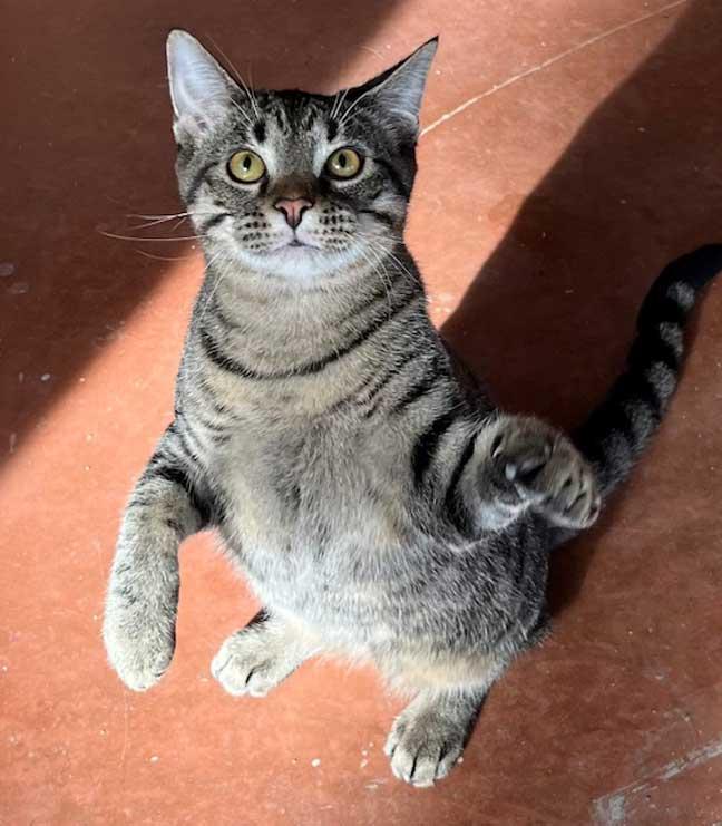 Enlarge KITTEN BIG LIL GREYBOY, a Adoptable Tabby in Franklin, TN image 3/3