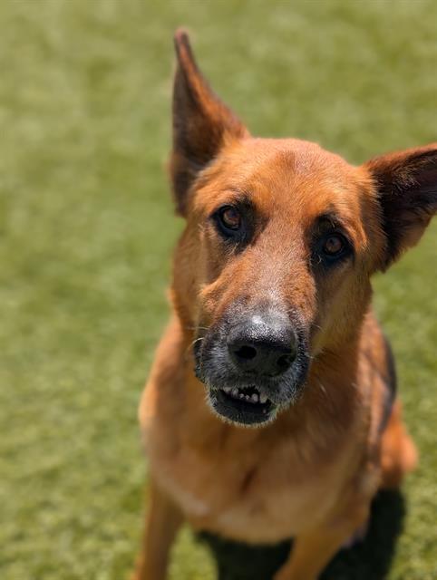 Enlarge LUCKY, a Adoptable German Shepherd Dog in Downey, CA image 1/1