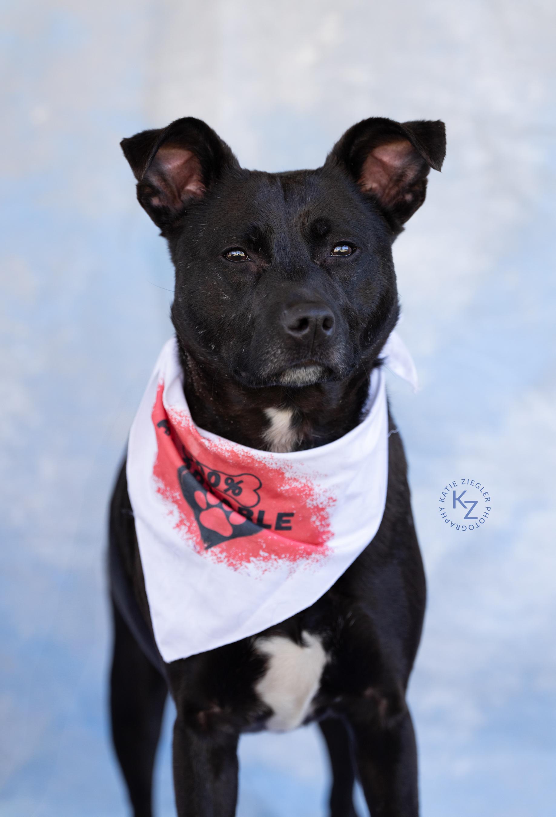 Cheerios, Adult Male Terrier