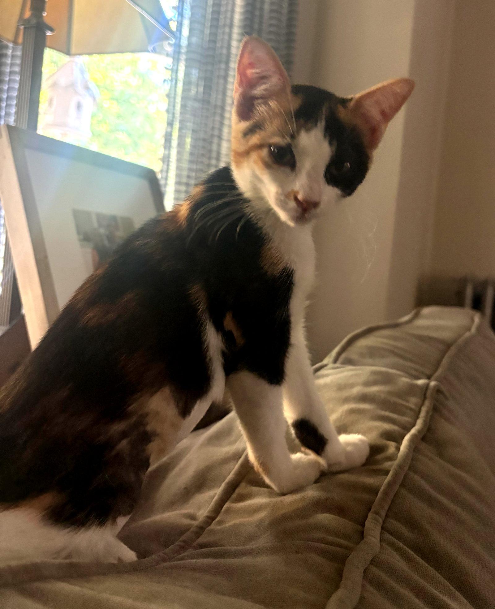 Enlarge Scarlet (FCID# 09/17/2026 - 54) KC, a Adoptable Tortoiseshell in Greenville, DE image 1/3