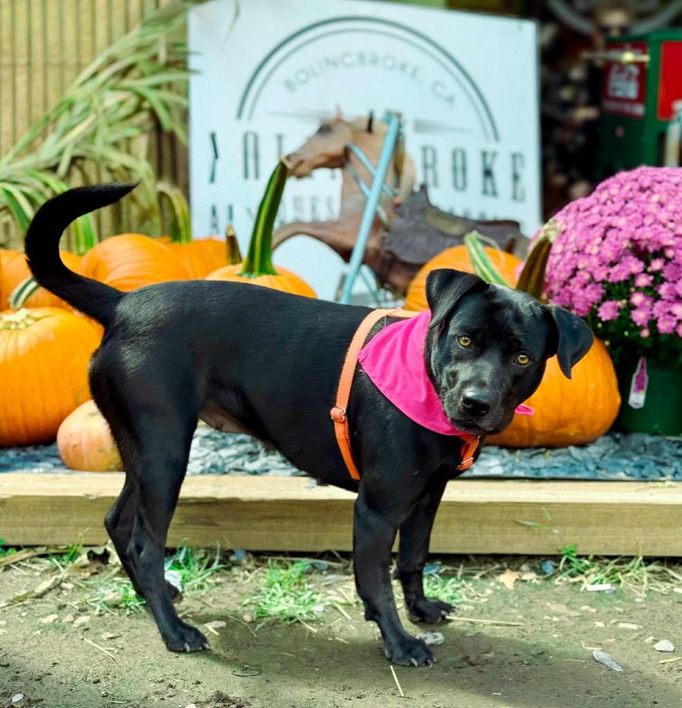 Daisy, Adoptable, Adult Female Labrador Retriever & Mixed Breed.