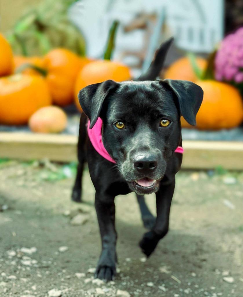 Enlarge Daisy, a Adoptable mixed breed in Macon, GA image 2/6